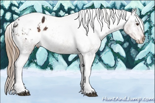 Horse Color:Liver Chestnut Ice Tobiano Appaloosa 