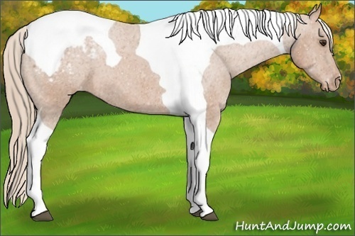 Horse Color:Chestnut Tobiano Snowcap