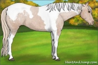 Horse Color:Chestnut Tobiano Snowcap