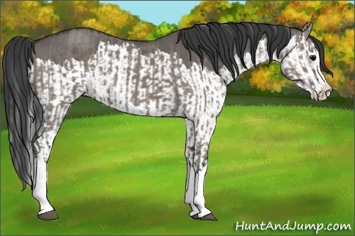 Horse Color:Grullo Sabino Splash  and Grullo Sabino Splash 
