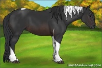 Horse Color:Brown Tobiano 