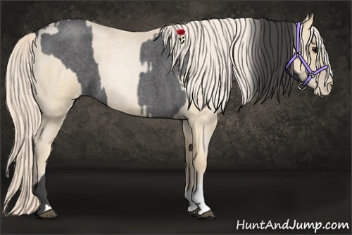 Horse Color:Smoky Blue Roan  and Palomino Roan Pearl 