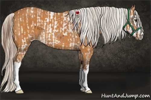 Horse Color:Chestnut Splash Tobiano Appaloosa  and White Spotted Silver Bay Sabino 