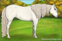 Horse Color:Perlino Dun Rabicano 