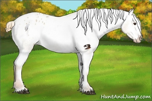 Horse Color:Red Dun Roan Varnish Rabicano 