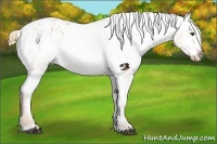Horse Color:Red Dun Roan Varnish Rabicano 