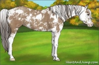 Horse Color:Classic Champagne Sabino