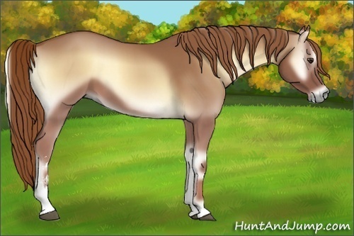 Horse Color:Red Onyx Sabino 