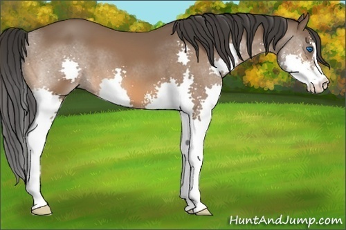 Horse Color:Bay Sabino Splash 