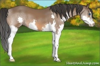Horse Color:Bay Sabino Splash 