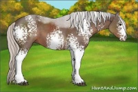 Horse Color:White Spotted Silver Black Sabino 