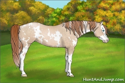 Horse Color:White Spotted Buckskin Pearl Splash 