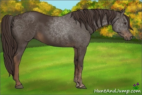 Horse Color:Liver Chestnut