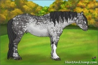 Horse Color:Black Ice 