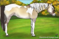 Horse Color:Liver Red Dun Onyx Tobiano 