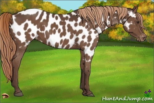 Horse Color:Liver Chestnut Appaloosa