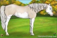Horse Color:Chocolate Palomino Pearl Splash