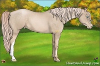 Horse Color:Chocolate Palomino Pearl