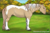 Horse Color:Palomino Dun Sabino Tobiano Rabicano