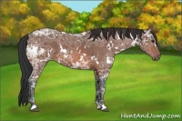 Horse Color:White Spotted Bay Ice 