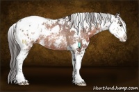 Horse Color:Bay Sabino Appaloosa Rabicano 