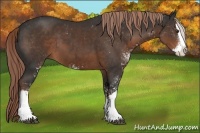 Horse Color:Liver Chestnut Sabino Splash