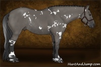 Horse Color:White Spotted Grullo Rabicano