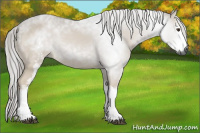 Horse Color:Gray White Spotted Palomino Rabicano