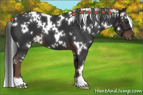 Horse Color:White Spotted Liver Chestnut 