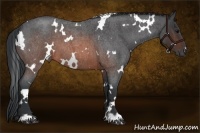 Horse Color:White Spotted Brown Roan 