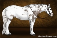 Horse Color:Silver Black Sabino 