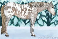 Horse Color:White Spotted Liver Chestnut Ice Appaloosa 