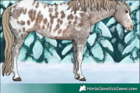 Horse Color:White Spotted Liver Chestnut Ice Appaloosa