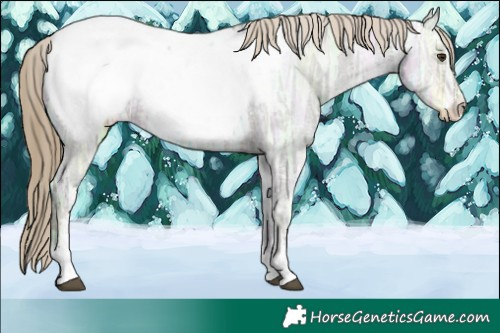 Horse Color:Liver Chestnut Ice Sabino Appaloosa 