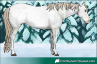 Horse Color:Liver Chestnut Ice Sabino Appaloosa 
