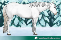 Horse Color:Liver Chestnut Ice Sabino Appaloosa 