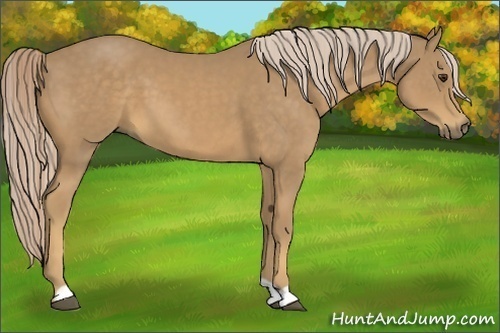 Horse Color:Palomino 