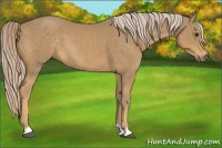 Horse Color:Palomino