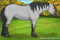 Horse Color:Smoky Grullo Chinchilla 