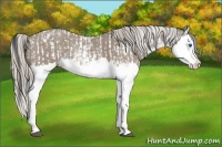 Horse Color:Grullo Sabino Splash and Silver Grullo Sabino Splash