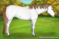 Horse Color:White Spotted Chestnut