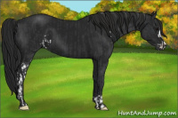 Horse Color:Black Sabino and Gray Black