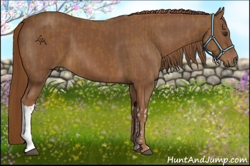 Horse Color:Chestnut and Chestnut