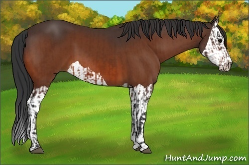 Horse Color:Bay  and Bay Splash 