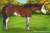 Horse Color:Bay  and Bay Splash 