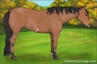 Horse Color:Bay Frame 