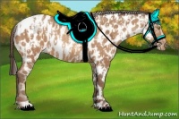 Horse Color:Amber Champagne Appaloosa  and Amber Champagne Appaloosa 