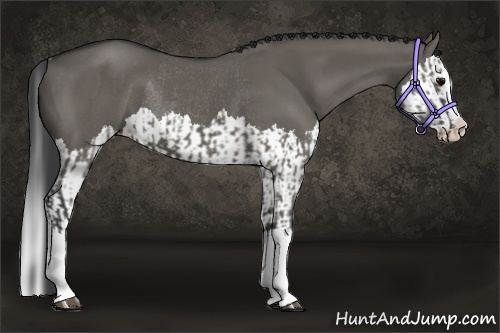 Horse Color:Grullo Sabino Splash and Grullo Sabino Splash Rabicano