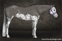 Horse Color:Grullo Sabino Splash and Grullo Sabino Splash Rabicano