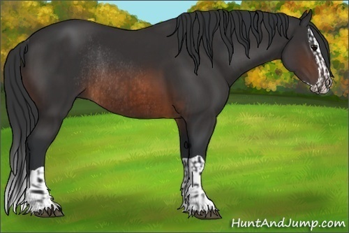 Horse Color:Brown Rabicano  and Brown Splash Rabicano 